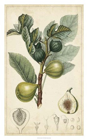 Exotic Fruits I by Pierre Jean Francois Turpin art print