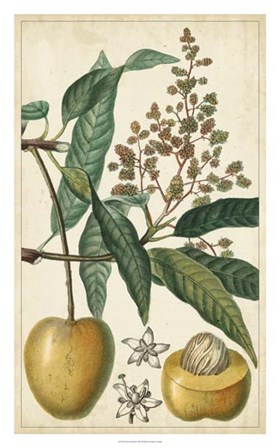 Exotic Fruits III by Pierre Jean Francois Turpin art print