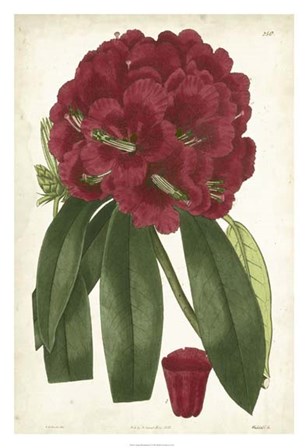 Antique Rhododendron I by Edward S. Curtis art print
