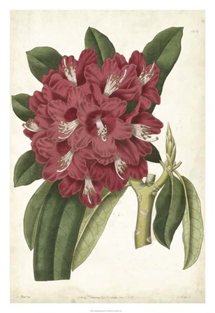 Antique Rhododendron II by Edward S. Curtis art print