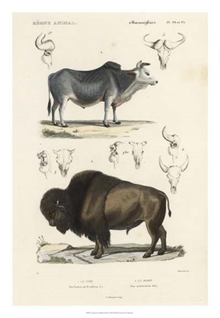 Antique Cow &amp; Bison Study by N. Remond art print