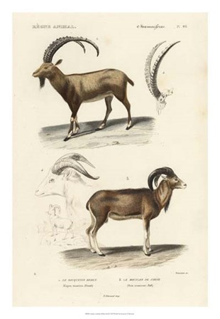 Antique Antelope &amp; Ram Study by N. Remond art print
