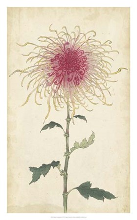 Elegant Chrysanthemums I art print
