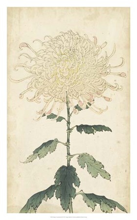 Elegant Chrysanthemums III art print