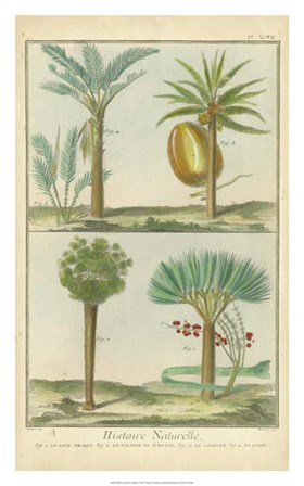 Histoire Naturelle Tropicals I by Martinet art print