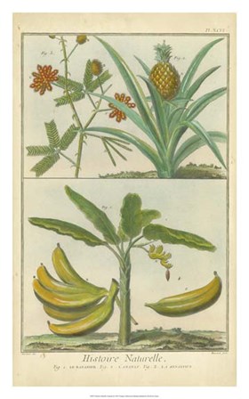 Histoire Naturelle Tropicals II by Martinet art print