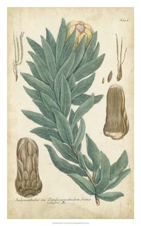 Weinmann Conifers I by Joseph Weinmann art print