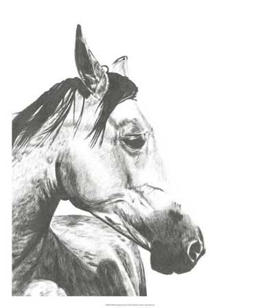 Wildlife Snapshot: Horse II by Naomi McCavitt art print