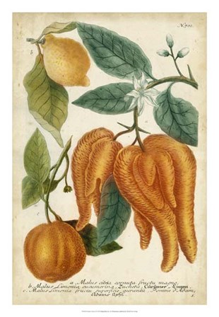 Exotic Citrus I by Joseph Weinmann art print