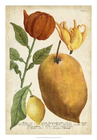 Exotic Citrus II by Joseph Weinmann art print