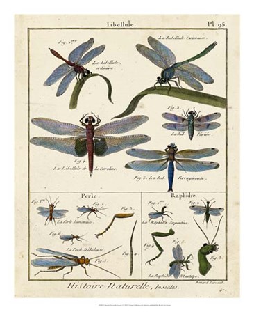 Histoire Naturelle Insects I by Denis Diderot art print