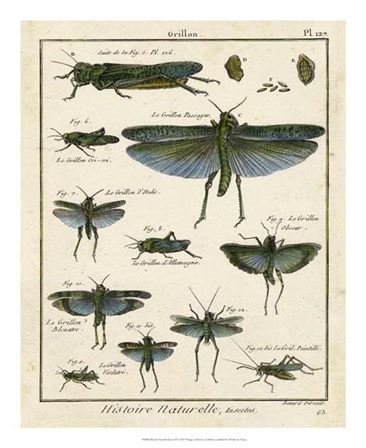 Histoire Naturelle Insects II by Denis Diderot art print