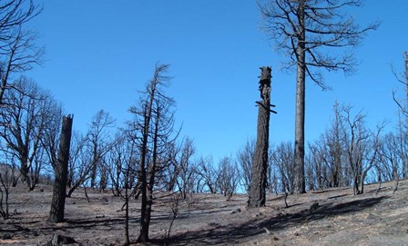 Burned Trees In California by Naxart art print