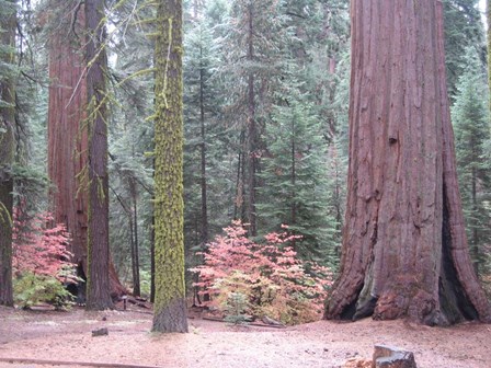 Sequoia Trees by Naxart art print