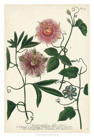 Antique Passion Flower I by Joseph Weinmann art print