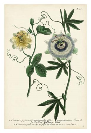 Antique Passion Flower II by Joseph Weinmann art print