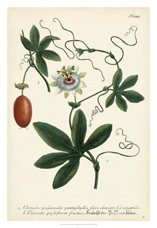 Antique Passion Flower III by Joseph Weinmann art print