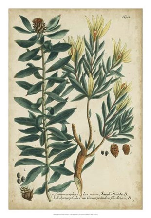 Weinmann Foliage &amp; Fruit IV by Joseph Weinmann art print