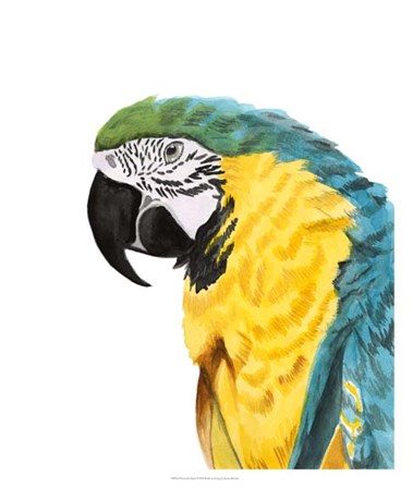 Watercolor Parrot by Naomi McCavitt art print