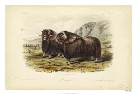 Musk Ox by John James Audubon art print