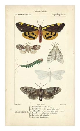 Antique Butterfly Study I by Pierre Jean Francois Turpin art print