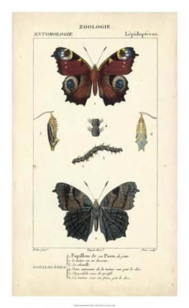 Antique Butterfly Study II by Pierre Jean Francois Turpin art print