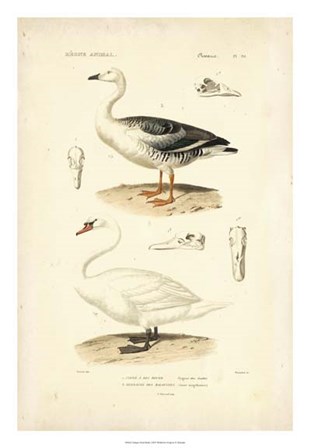 Antique Swan Study by N. Remond art print