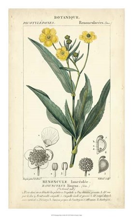 Botanique Study in Yellow III by Pierre Jean Francois Turpin art print