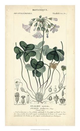 Botanique Study in Lavender I by Pierre Jean Francois Turpin art print