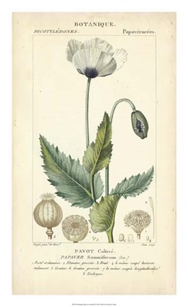 Botanique Study in Lavender II by Pierre Jean Francois Turpin art print