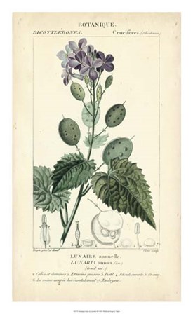 Botanique Study in Lavender III by Pierre Jean Francois Turpin art print