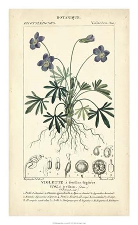 Botanique Study in Lavender IV by Pierre Jean Francois Turpin art print