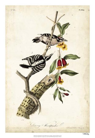 Downy Woodpecker by John James Audubon art print