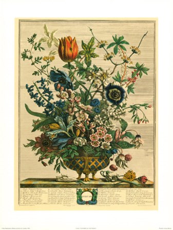 February/Twelve Months of Flowers, 1730 by Robert Furber art print