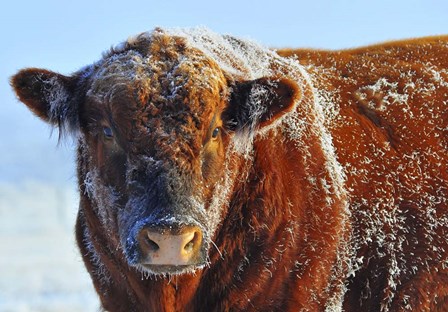 Bull on Ice by Amanda Lee Smith art print