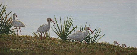 Ibis Outing by Bruce Dumas art print