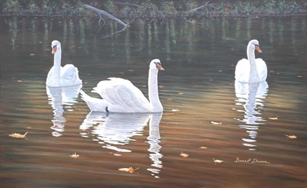 Back Lit Swans by Bruce Dumas art print