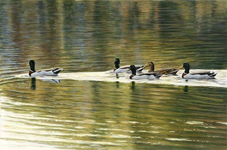 Hanover Mallards by Bruce Dumas art print