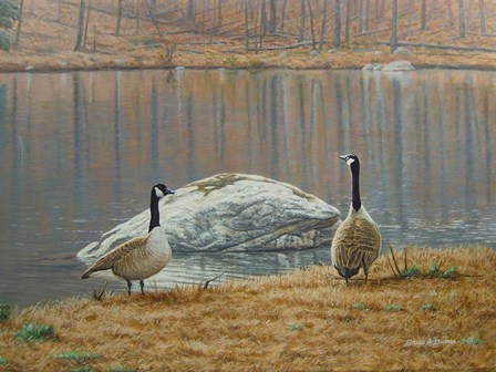 South Carolina Geese by Bruce Dumas art print