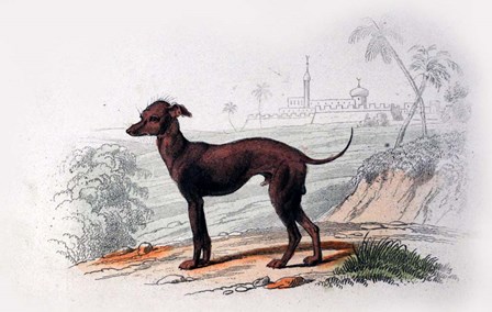 Dog III by Georges-Louis Leclerc, Comte de Buffon art print