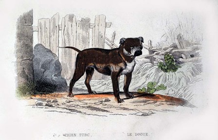 Dog IV by Georges-Louis Leclerc, Comte de Buffon art print