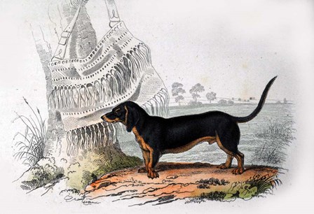 Dog V by Georges-Louis Leclerc, Comte de Buffon art print