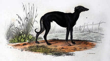 Dog VI by Georges-Louis Leclerc, Comte de Buffon art print