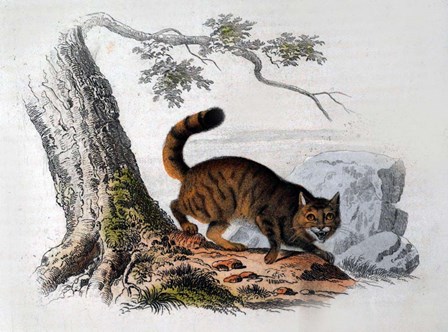 Wild Cat by Georges-Louis Leclerc, Comte de Buffon art print