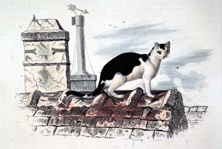 Cat on Roof Top by Georges-Louis Leclerc, Comte de Buffon art print