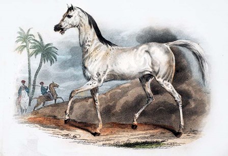 Horse I by Georges-Louis Leclerc, Comte de Buffon art print