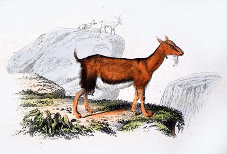 Female Goat by Georges-Louis Leclerc, Comte de Buffon art print