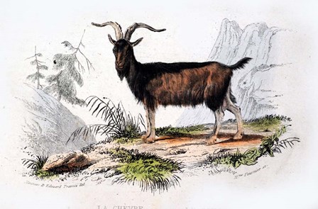 Male Goat by Georges-Louis Leclerc, Comte de Buffon art print