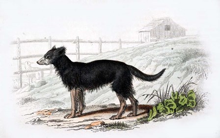 Dog VII by Georges-Louis Leclerc, Comte de Buffon art print