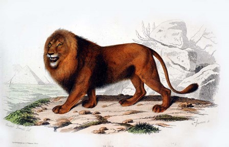 Lion by Georges-Louis Leclerc, Comte de Buffon art print